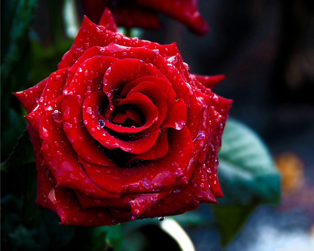 Free download flowers for flower lovers Red rose desktop HD wallpapers  [1280x1024] for your Desktop, Mobile & Tablet | Explore 75+ Single Red Rose  Wallpaper | Wallpaper Rose Red, Red Rose Black