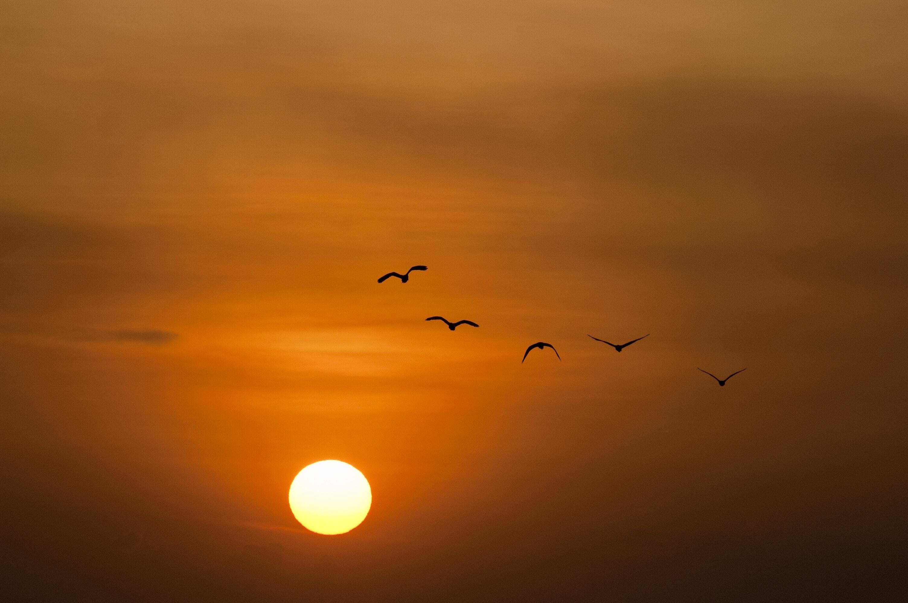 Birds Flying Wallpaper Sunset