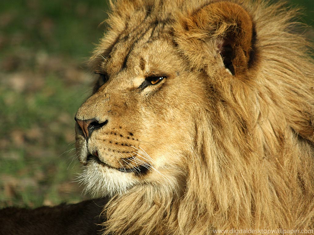 Male Lion Wallpaper HD In Animals Imageci