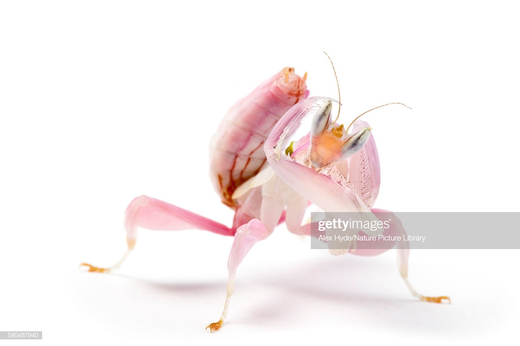 Malaysian Orchid Mantis Photographed On A White Background