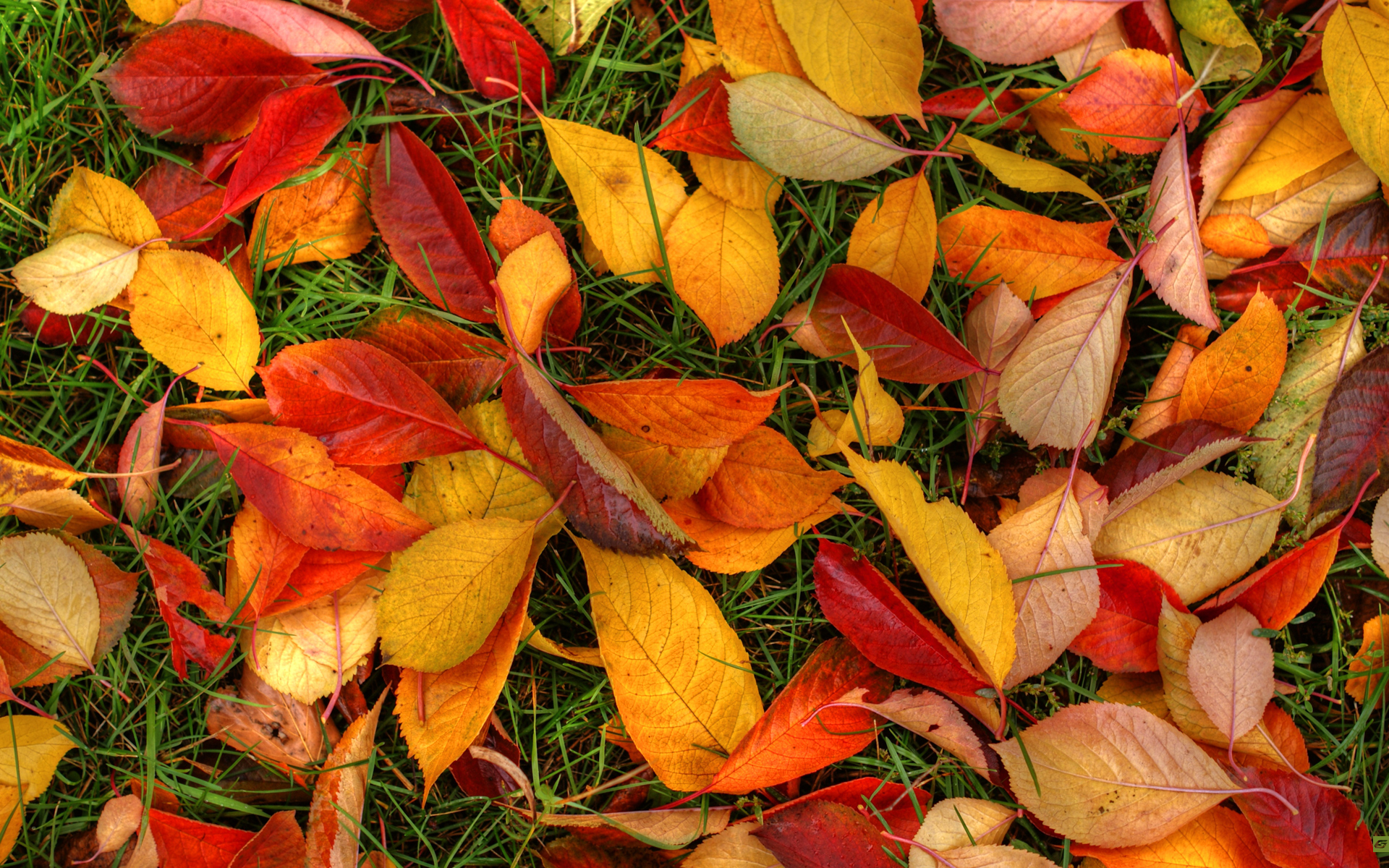 Autumn Leaves Desktop Wallpaper High Definition