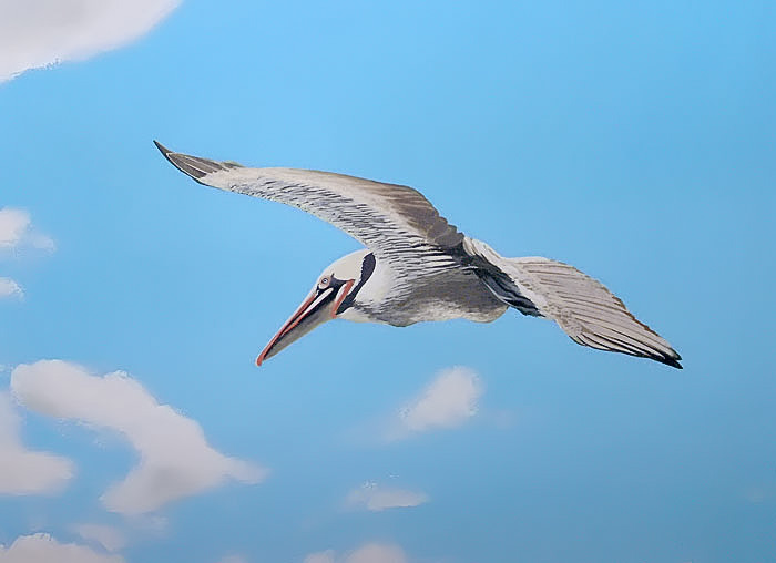 Free download Steves Wallpaper Discount Wallpaper Murals Borders Ask