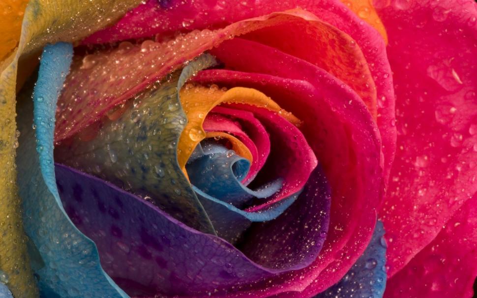 Multicolor Rose Wallpaper Nature And Landscape