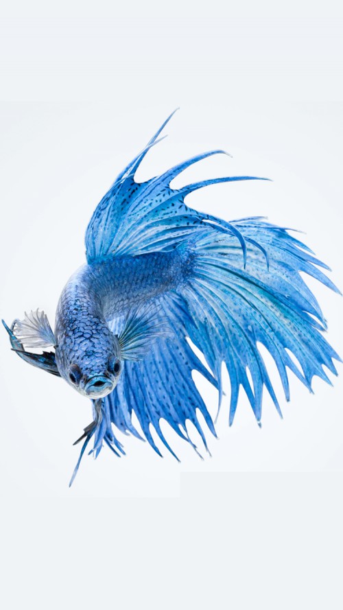 6s Wallpaper With Blue Betta Fish In White Background HD