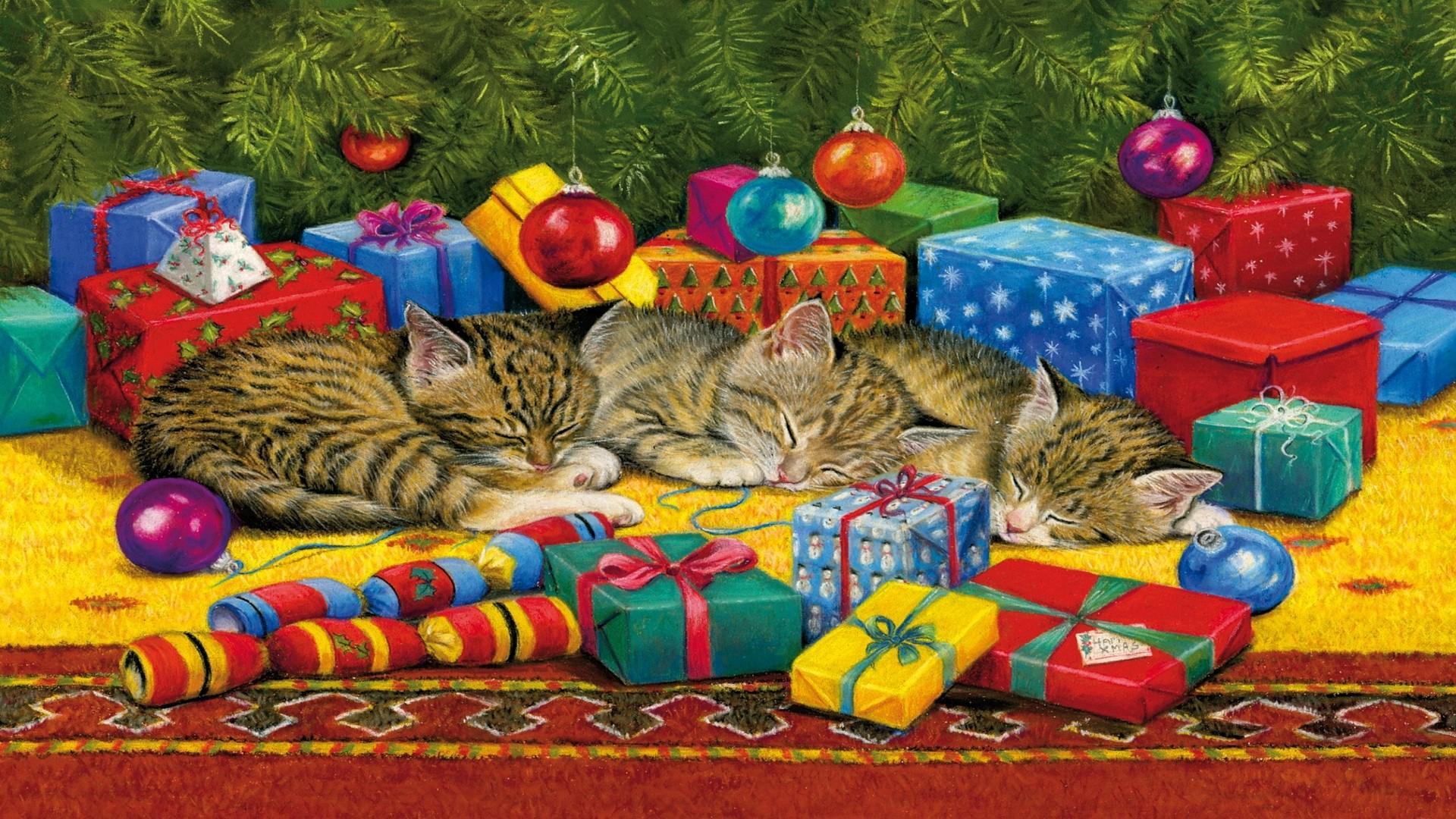 Christmas Cat Nap HD desktop wallpaper Widescreen High