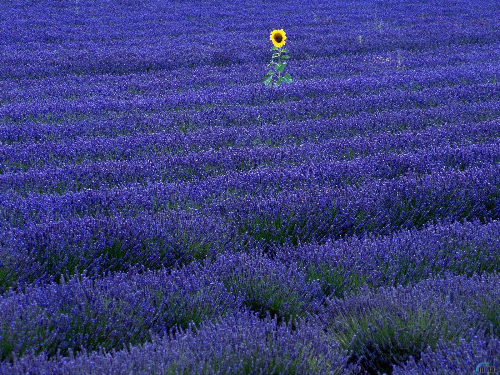 Wallpaper sunflower purple lavender Sunflower in lavender field