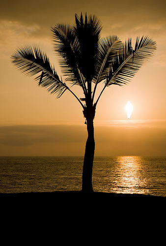 Ios Maui Beach Palm Tree Sunset Parallax Wallpaper Photo