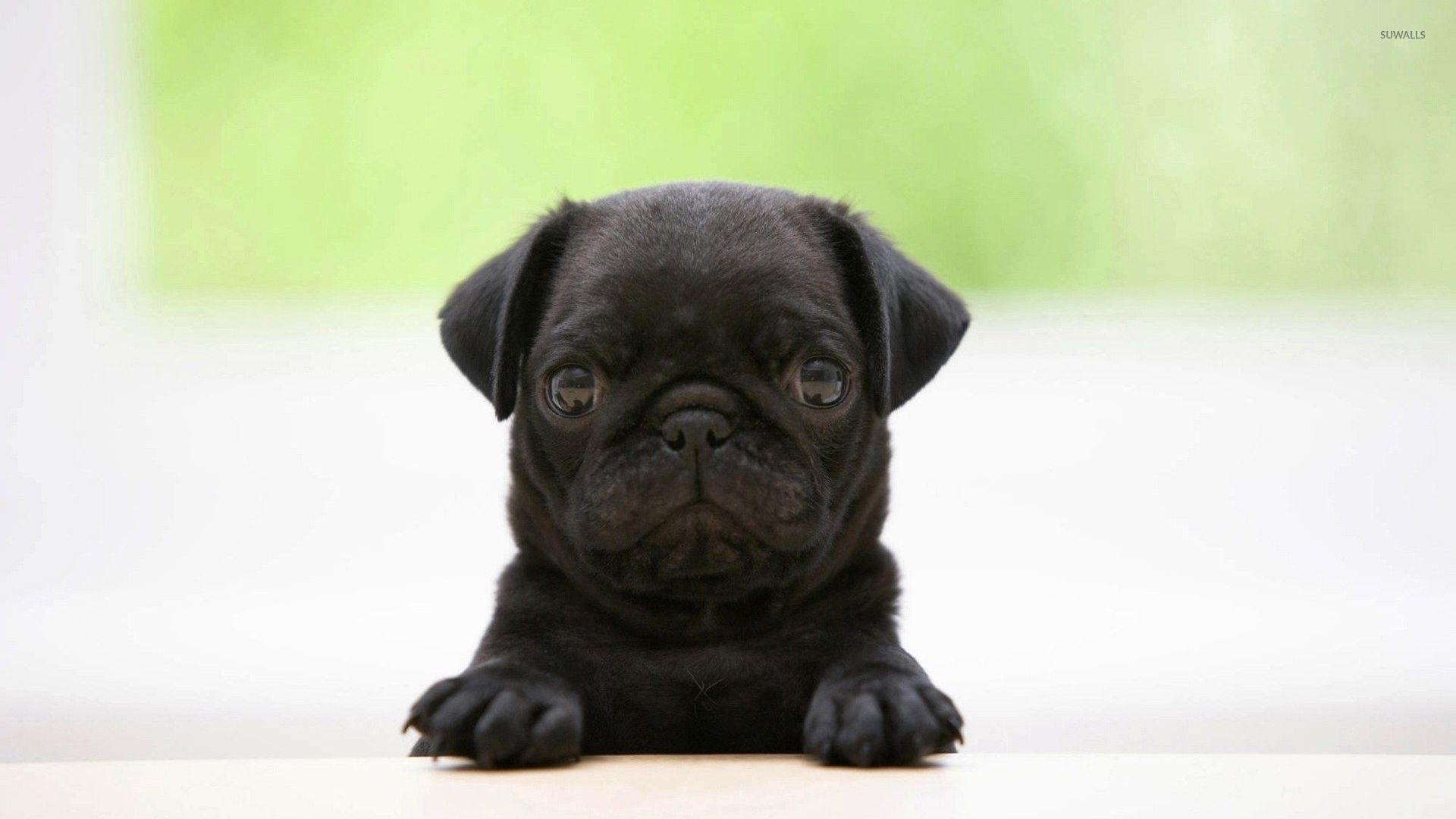 Adorable Black Pug Wallpaper Animal