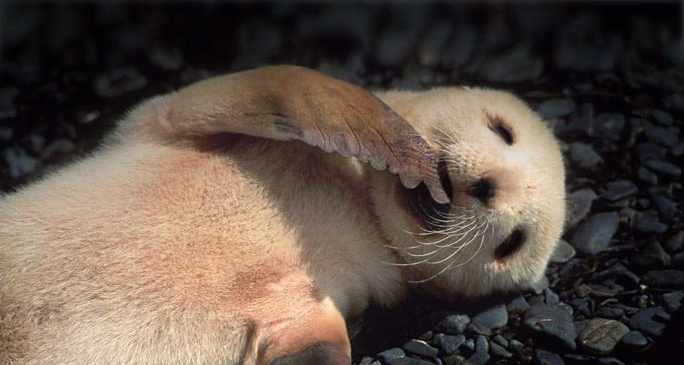 Fur Seal Antarctic Colin Monteath