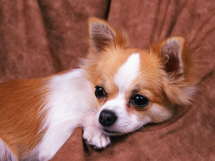 Cute Puppies Chihuahua Puppy Portrait