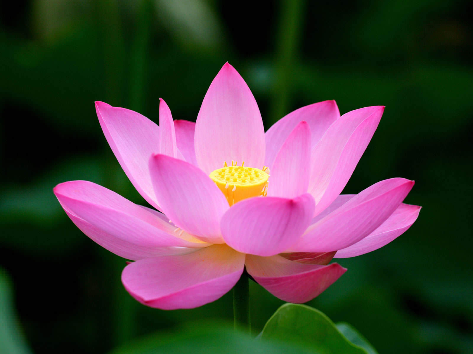 Wallpaper Flower Lotus Along With Other Character Desktop