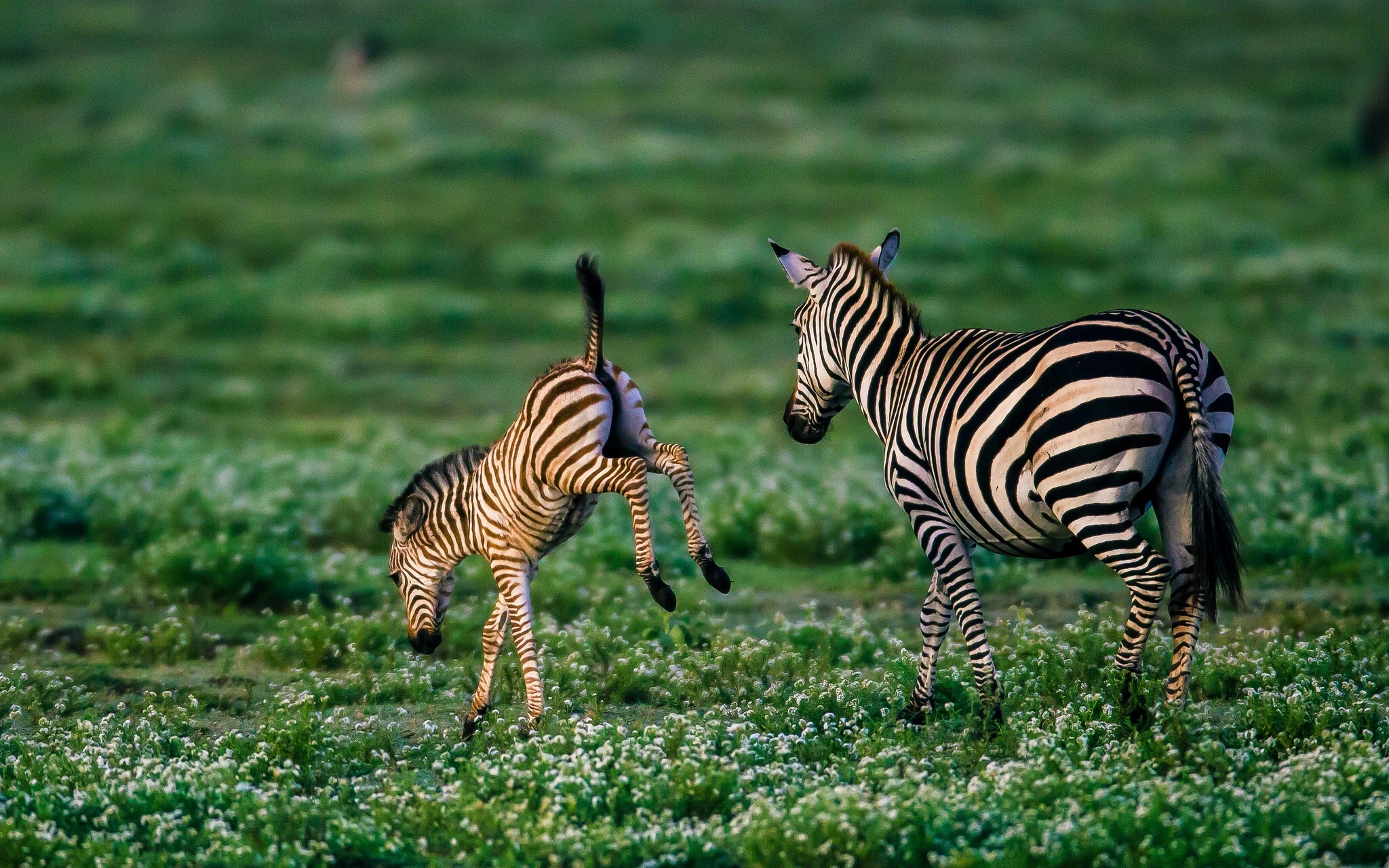 Zebra Baby Foal Wallpaper