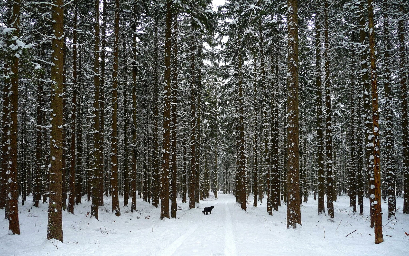 [43+] Winter Woods Wallpaper - WallpaperSafari