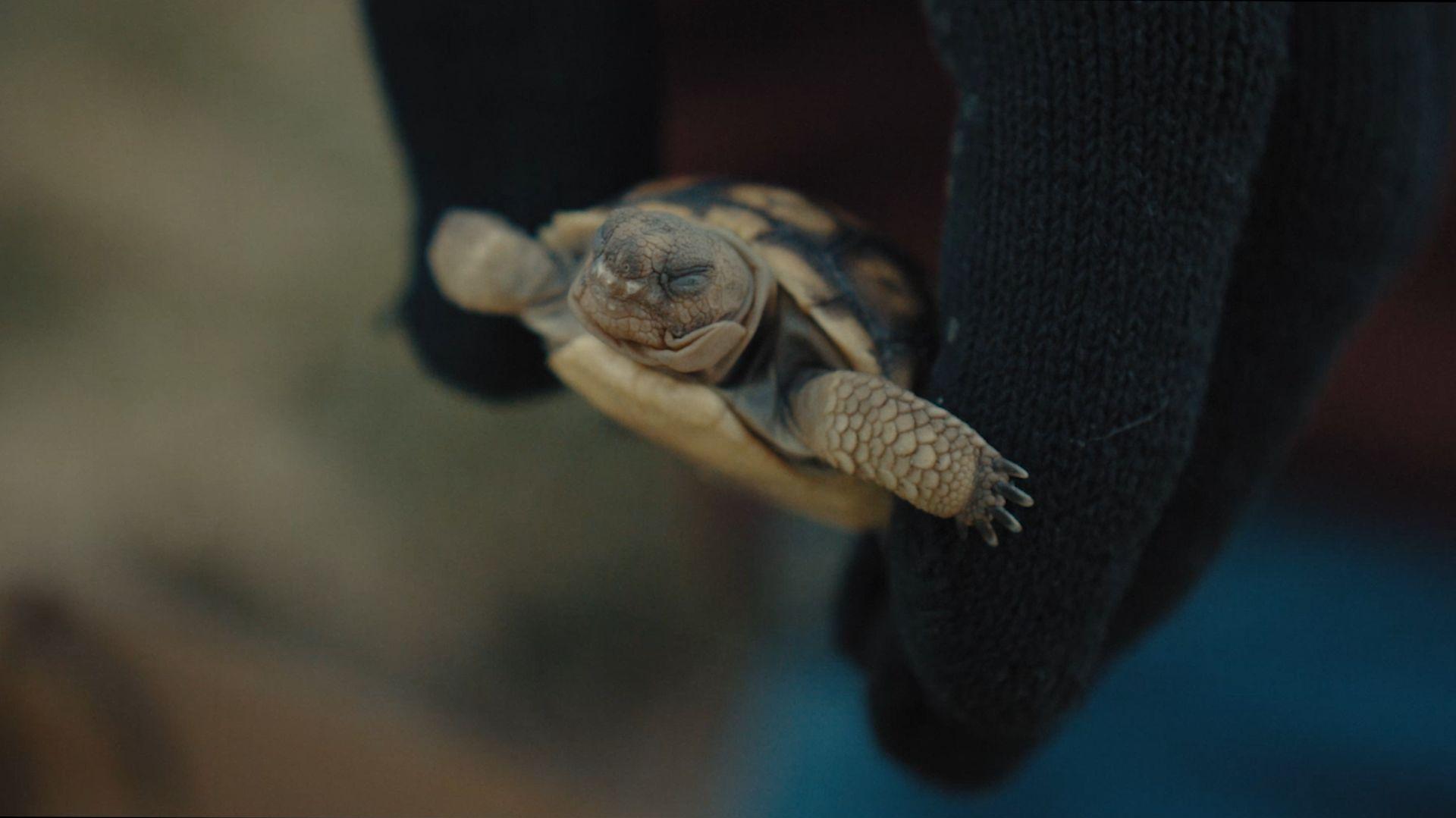 Watch Eco Hack Saving Desert Tortoises From Extinction The New
