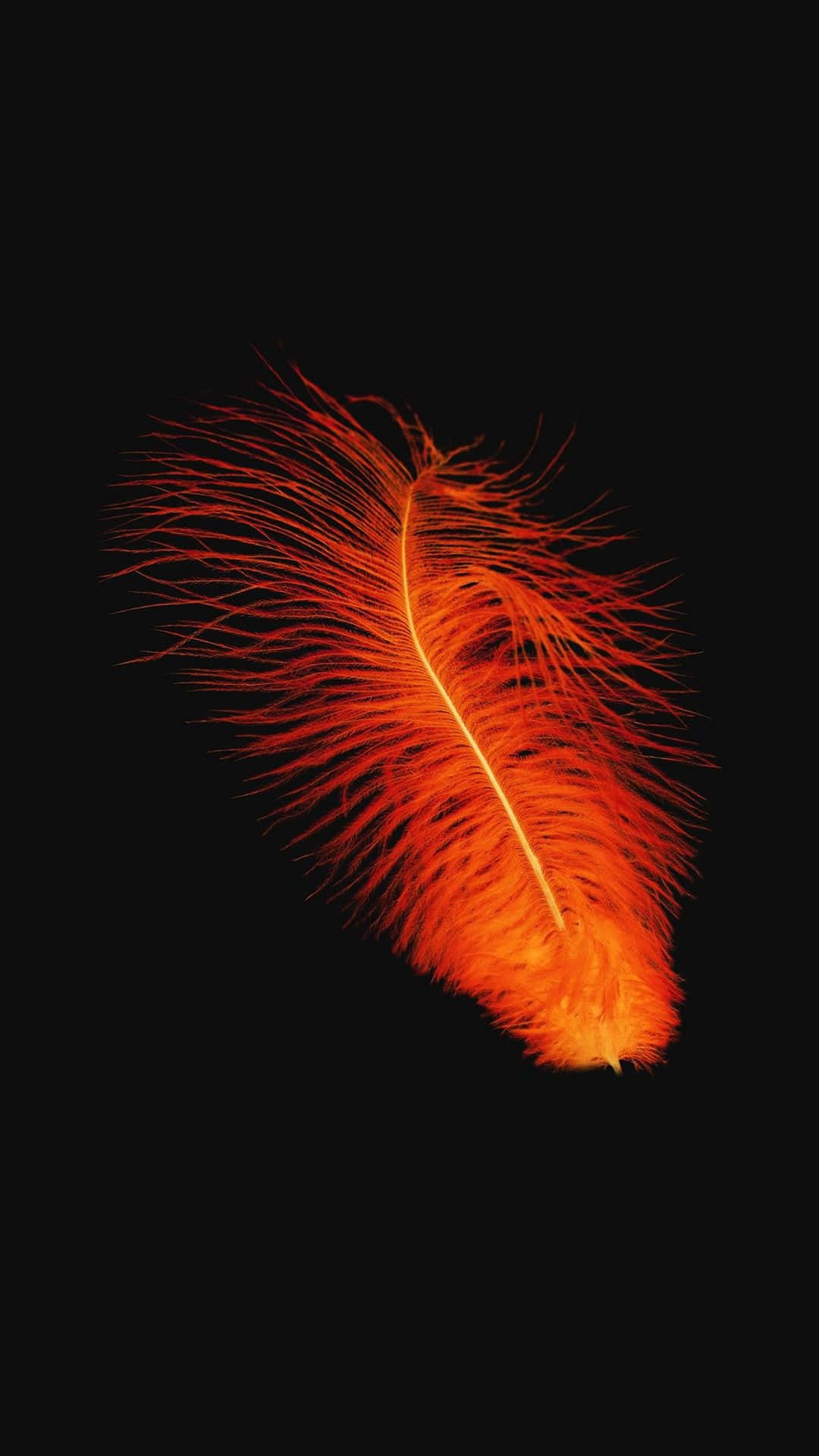 A Black With An Orange Feather Wallpaper