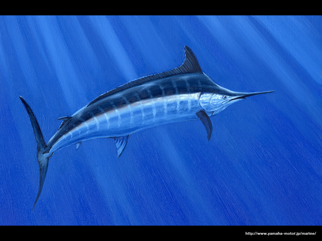 Blue Marlin Billfish Stock Photos Pictures and Images