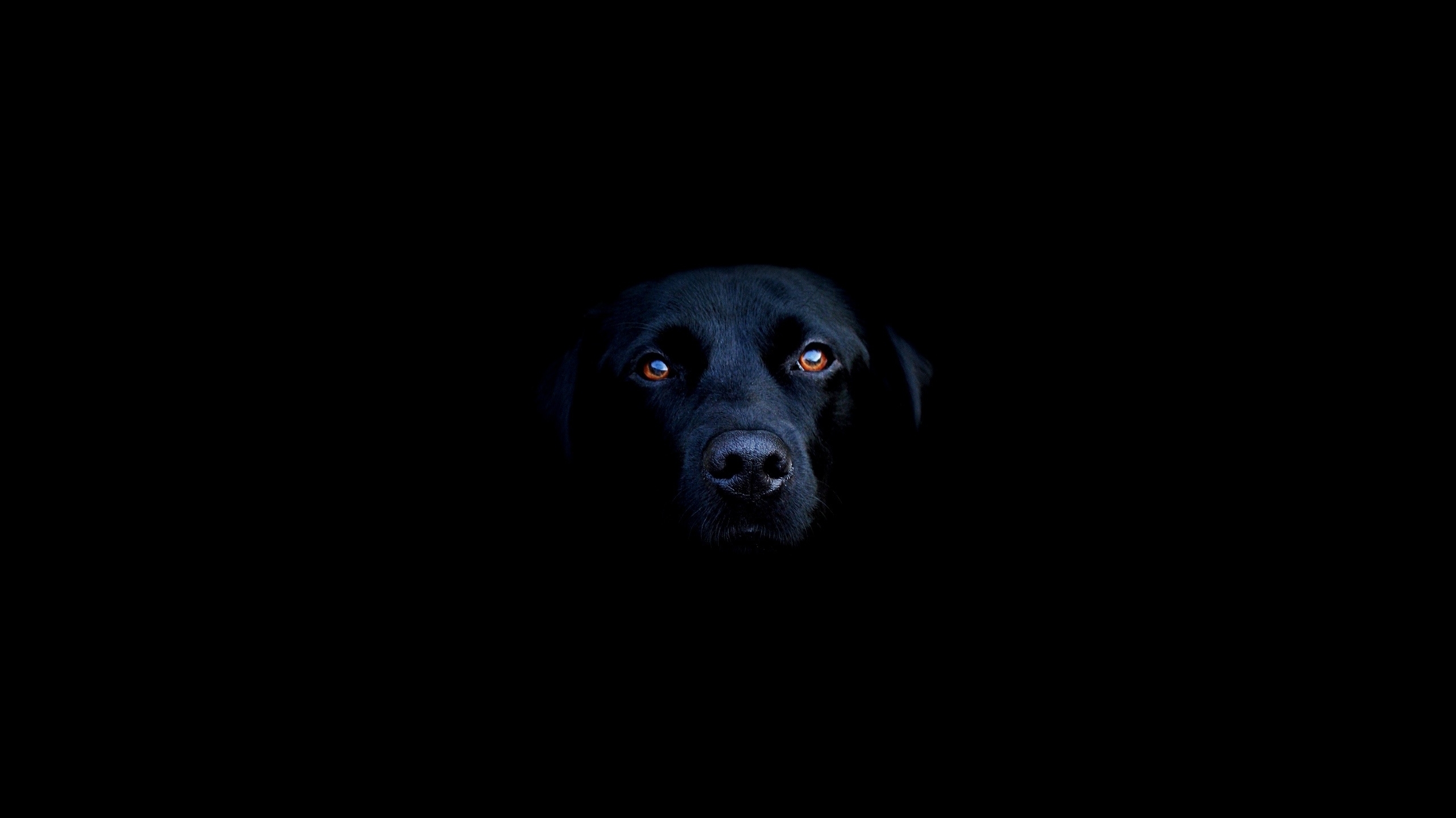 Black Dog Mac Wallpaper