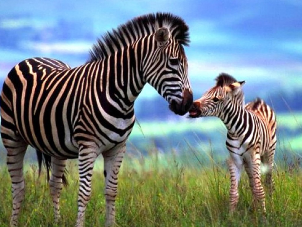 Zebra And Baby Loving Each Other Wallpaper Bestepics