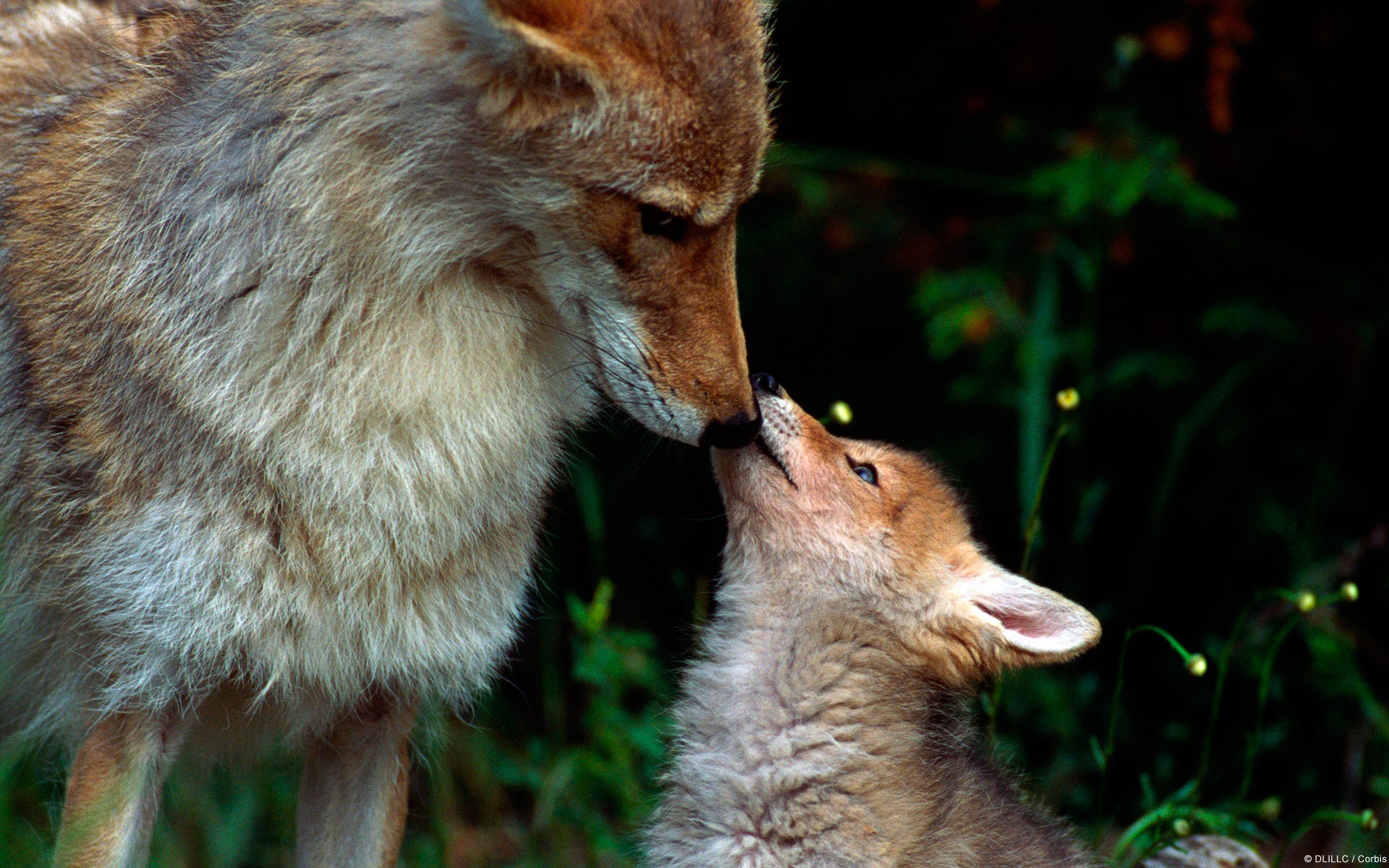 The Wolf Cub Requests Food Wallpaper And Image
