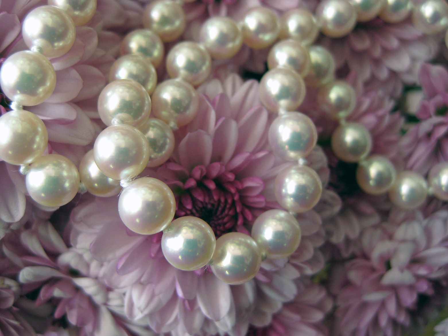 Pearl Necklace Below Akoya Against Lavender Background