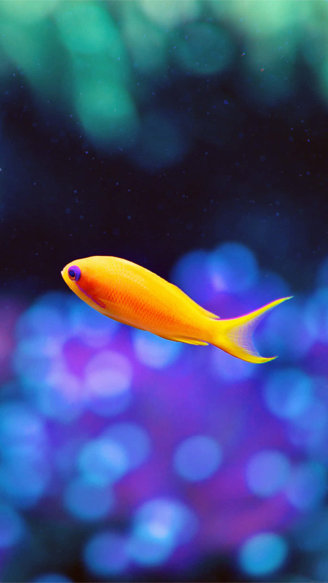 Cute Animal iPhone Wallpaper