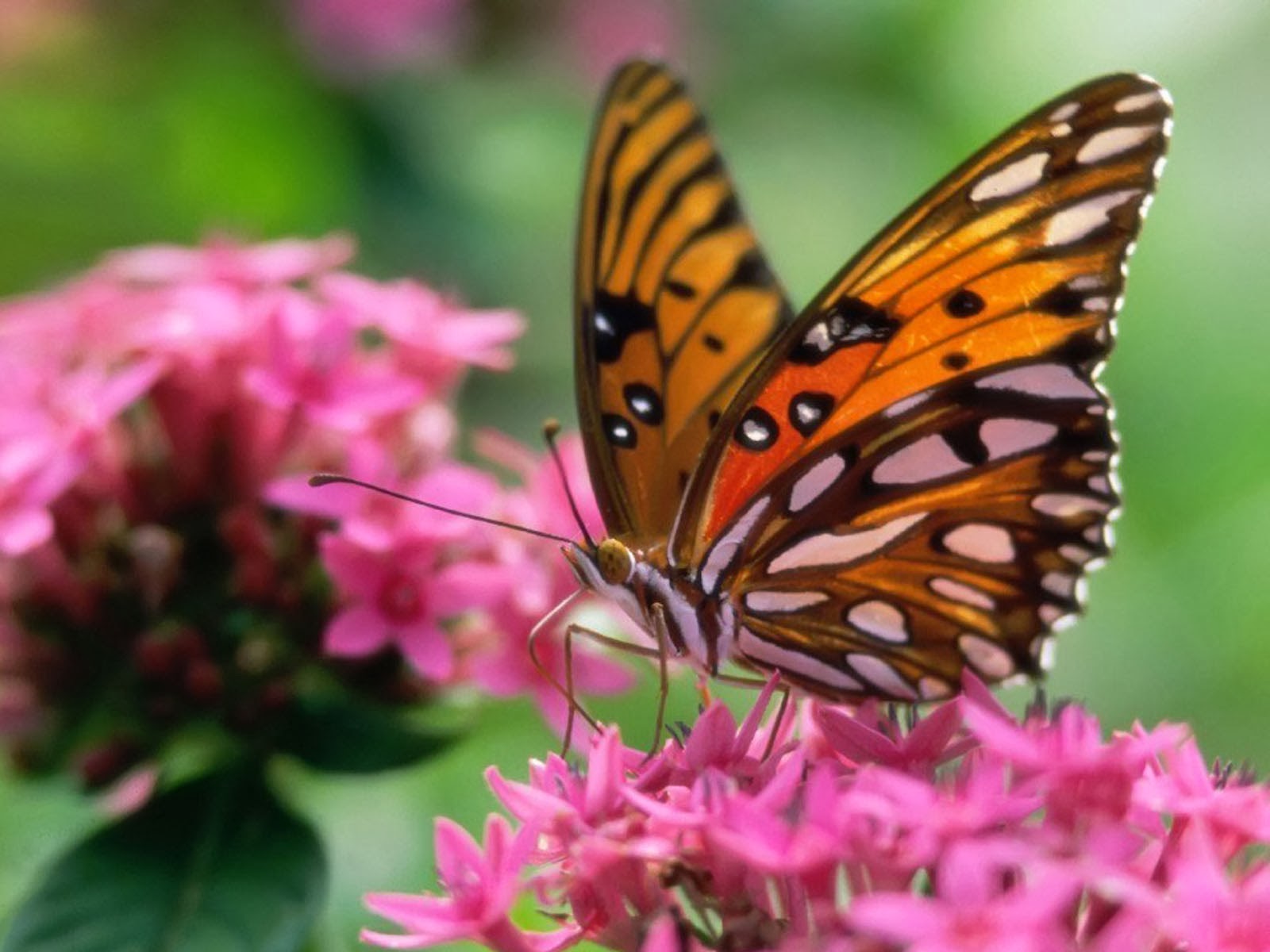 Tag Butterfly Desktop Wallpapers Backgrounds PhotosImages and