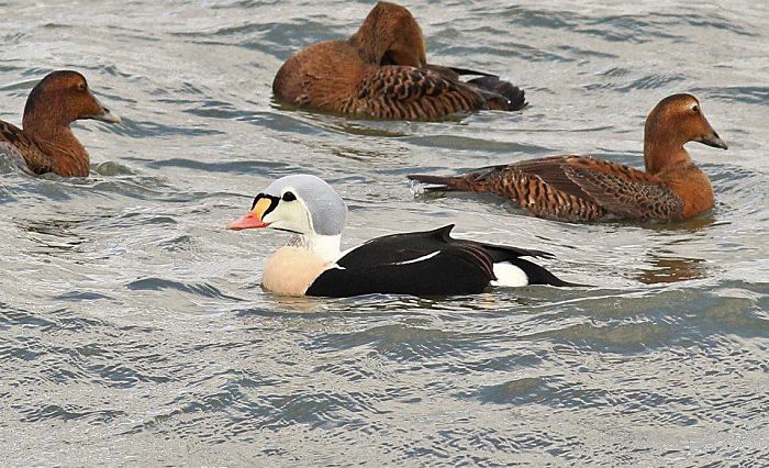 King Eider With Hen Mon Eiders Image From Nj Audubon Collection