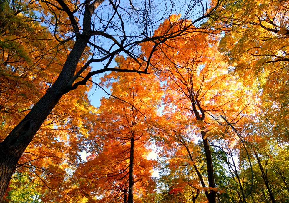 Fall Foliage Wallpaper For Desktop Artistic fall foliage