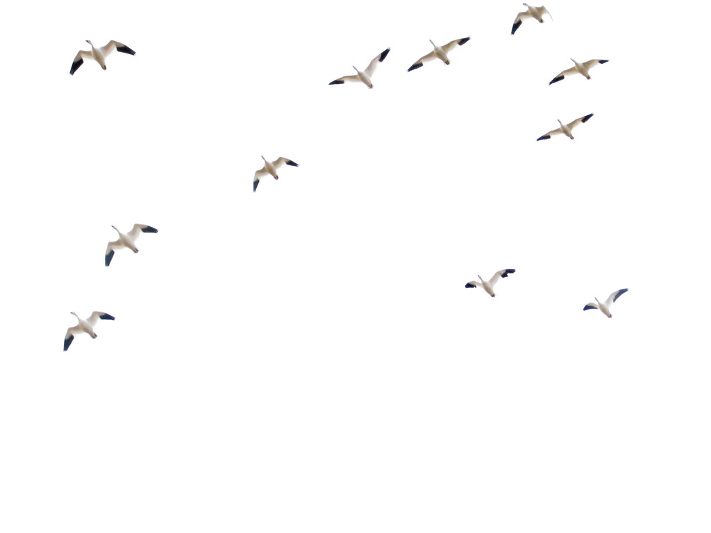 This Is The Flying Geese Background Image You Can Use Powerpoint