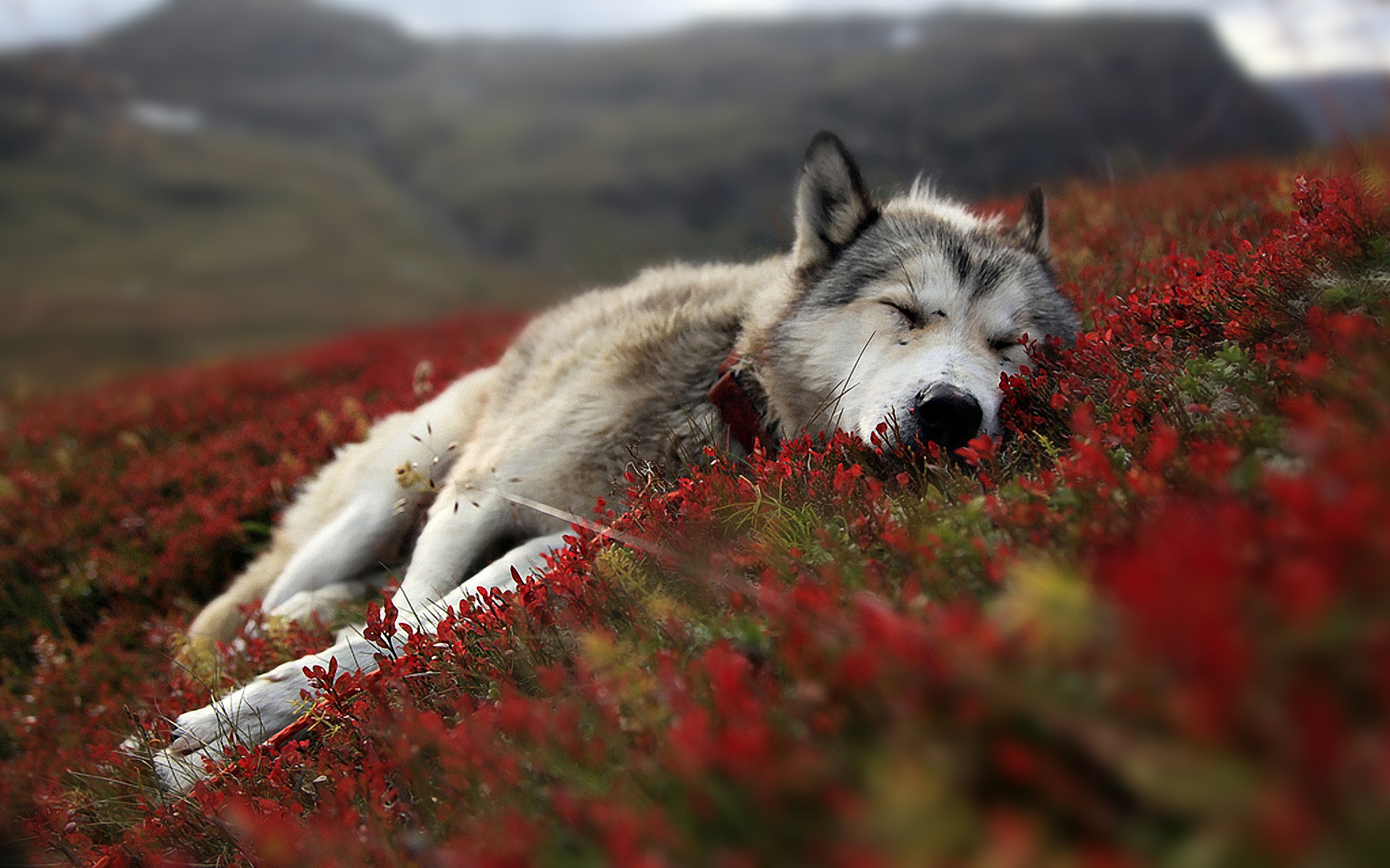 Resting Lone Wolf Wallpaper Myspace Background