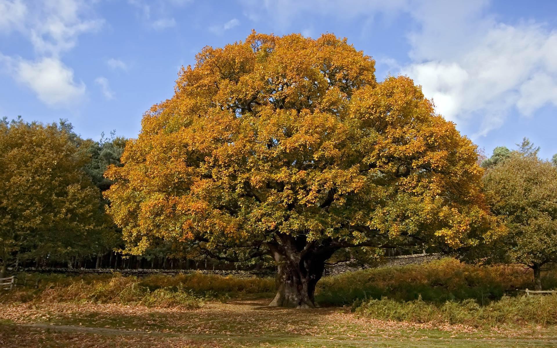 Oak Tree Wallpaper