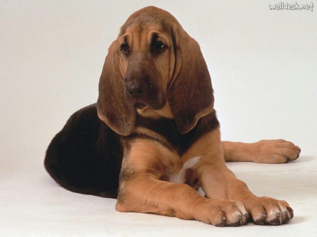 Bloodhound Puppies Dog Wallpaper Picture Cute And Funny Pet