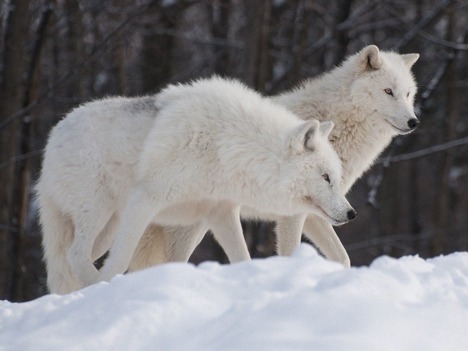 White Wolf Wallpaper