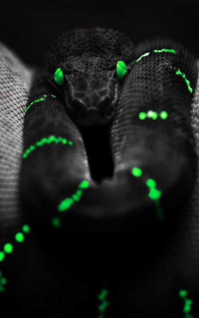 Android Wallpaper Black Snake Neon Green Ultra Pixel Shots
