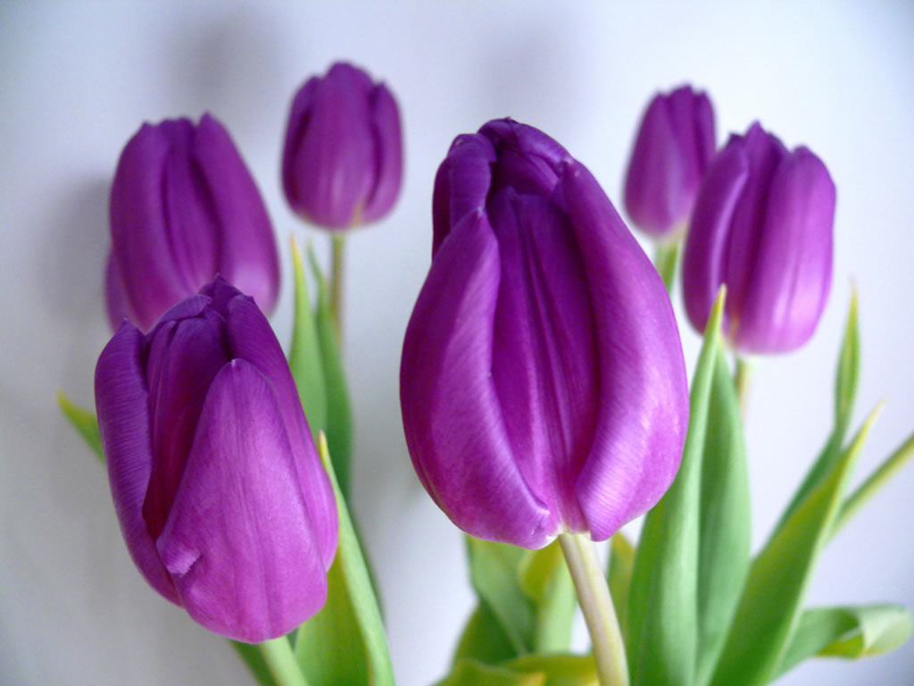 Flower Wallpaper Tulip For Desktop