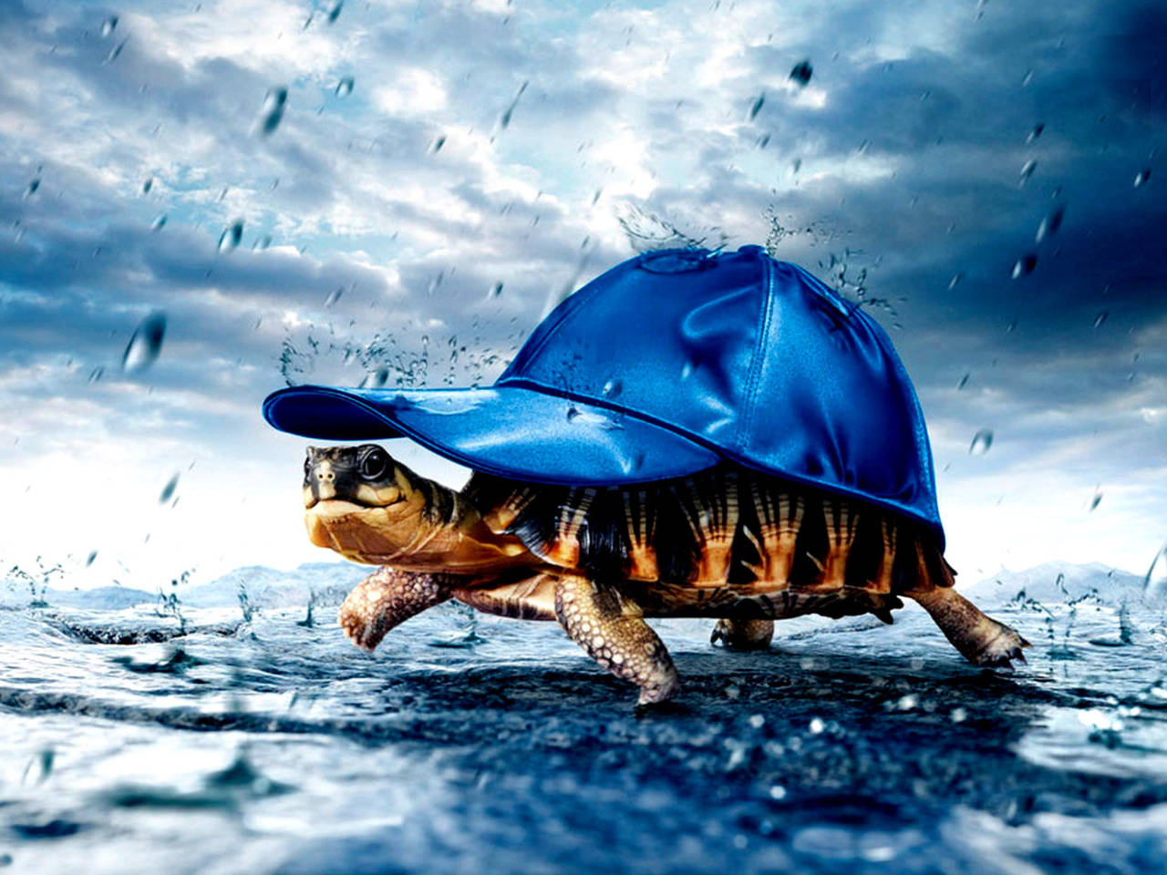 Cute Turtle Wallpaper