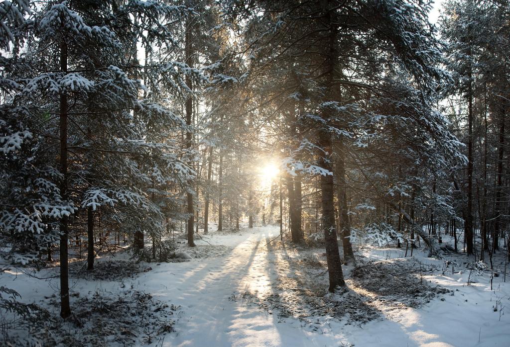 Use Nature To Fight The Winter Blues Seasonal Affective Disorder