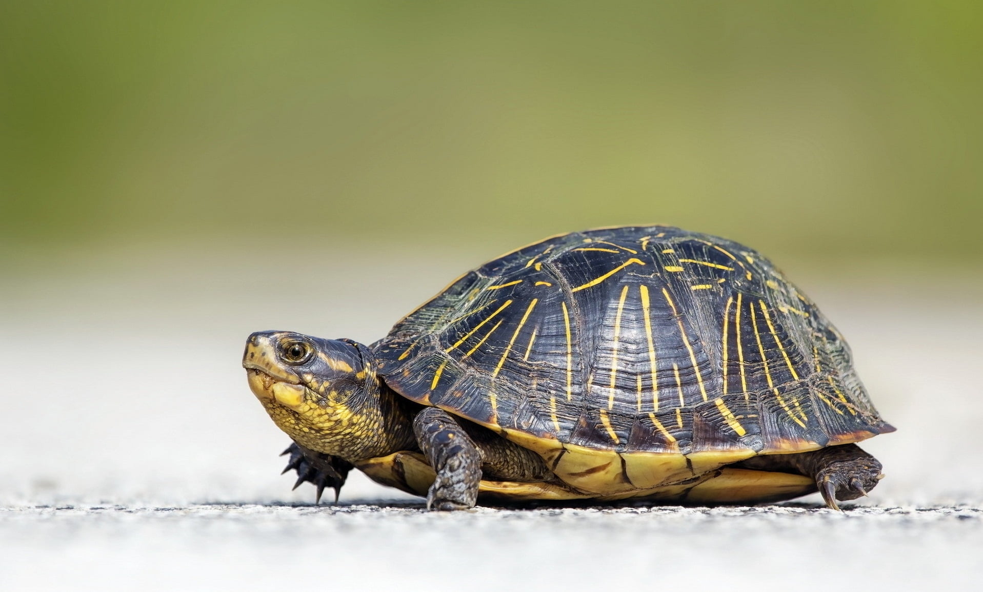 Wildlife Photography Of Tortoise HD Wallpaper