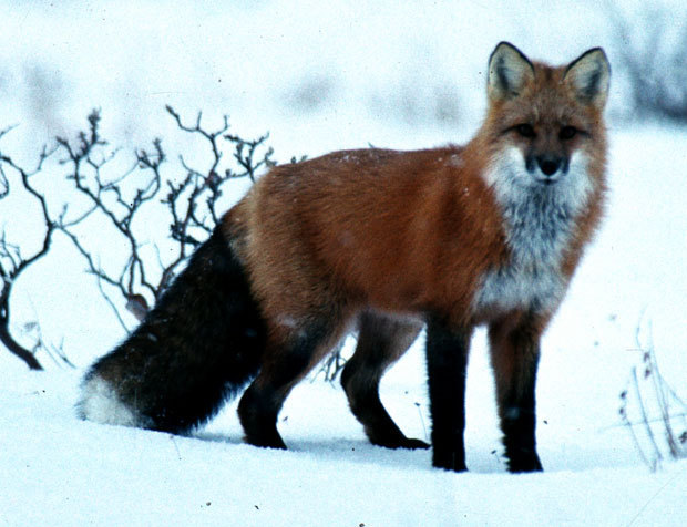 Desktop Background Wallpaper Animal Fox