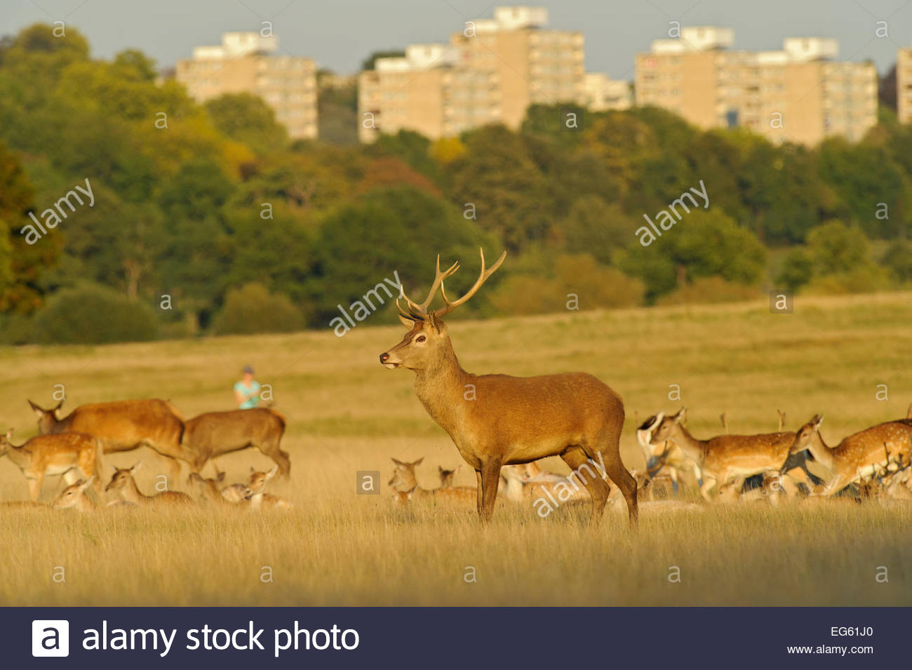 Red Deer Cervus Elaphus In Richmond Park With Roehampton Flats