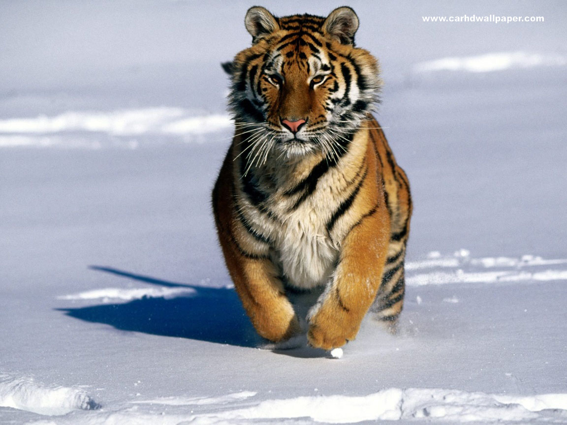Tiger HD Wallpaper Widescreen Collection