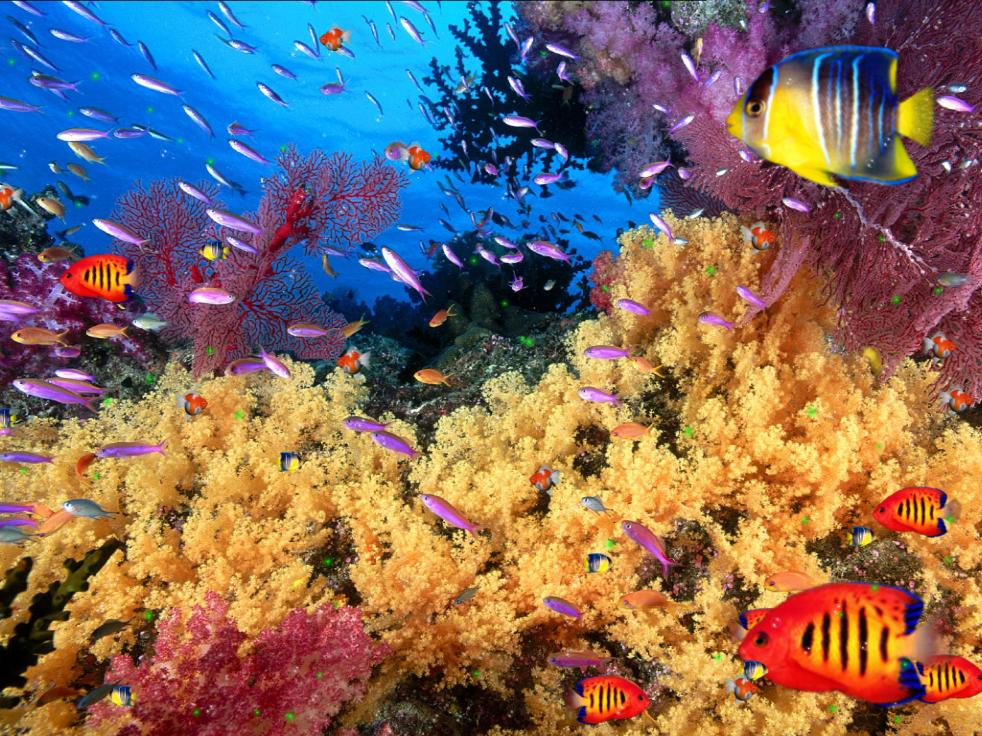 Ocean Life Aquarium Animated Wallpaper Collection H33t Screensavers