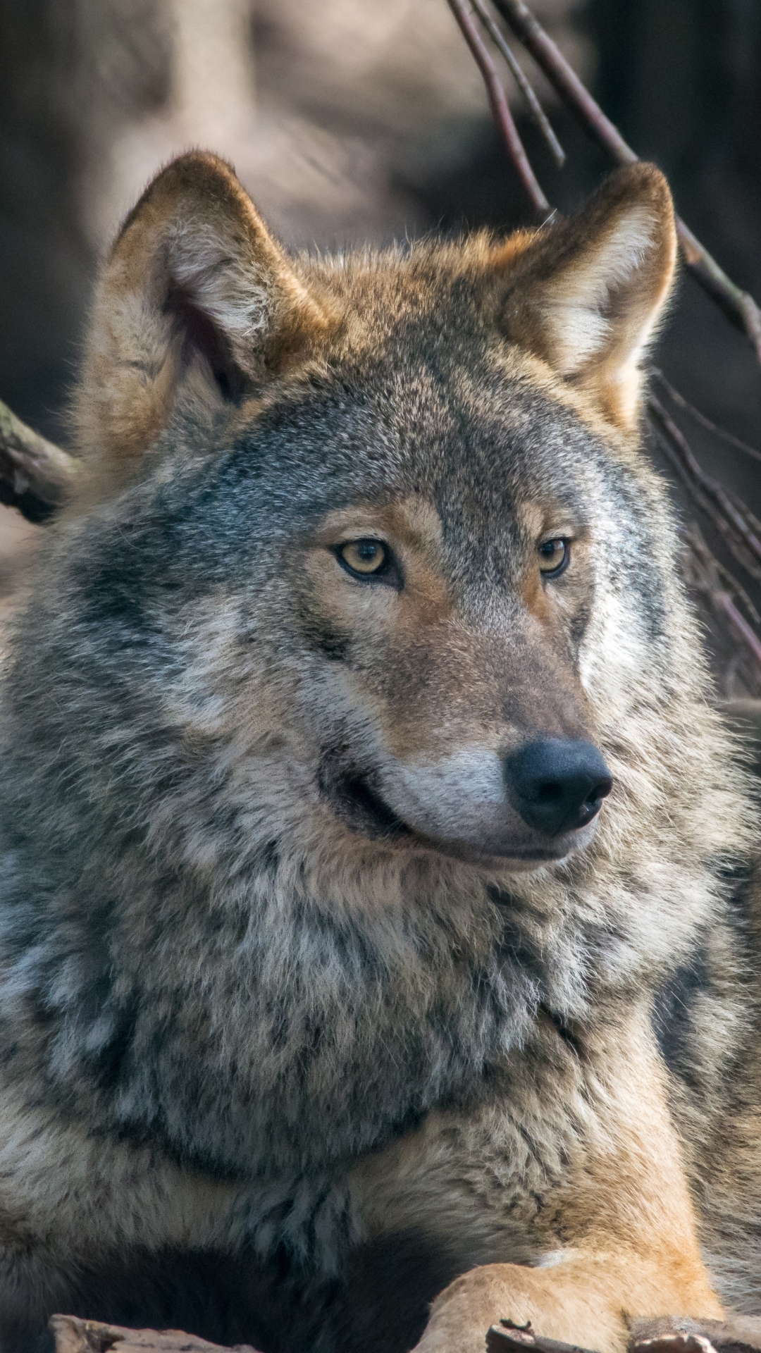 Wolf Phone Wallpaper