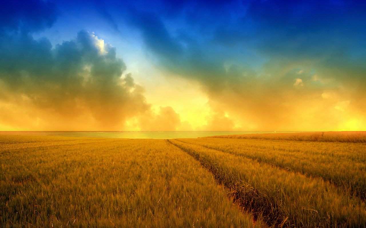 Harvest Of Golden Wheat Fields Wallpaper Landscape
