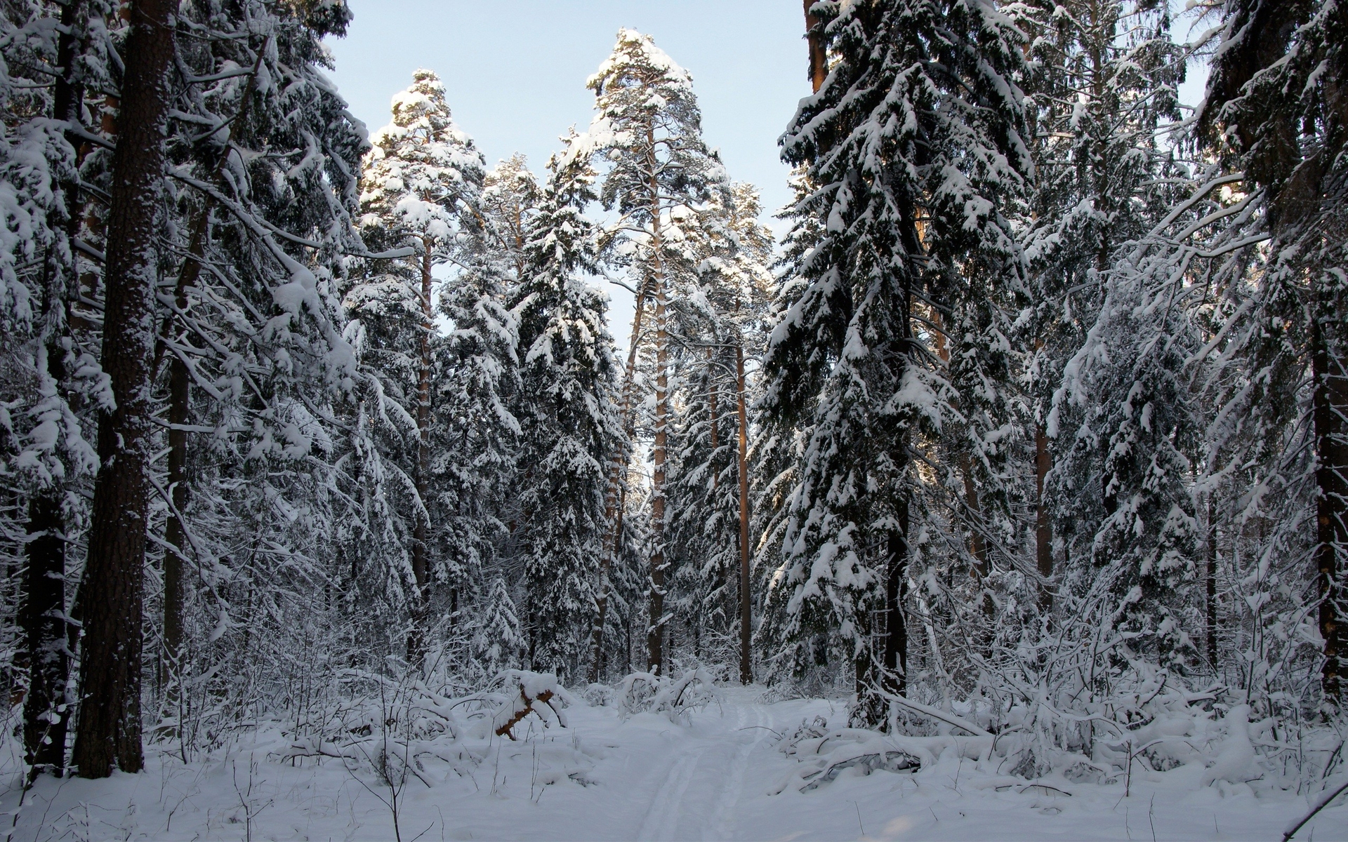 Snowy Pine Forest Wallpaper