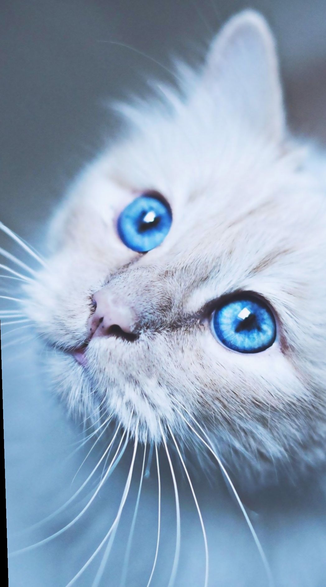 Aesthetic Wallpaper Of Animals 4k