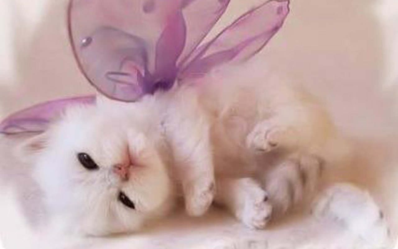 Cute Kitten Wallpaper Kittens