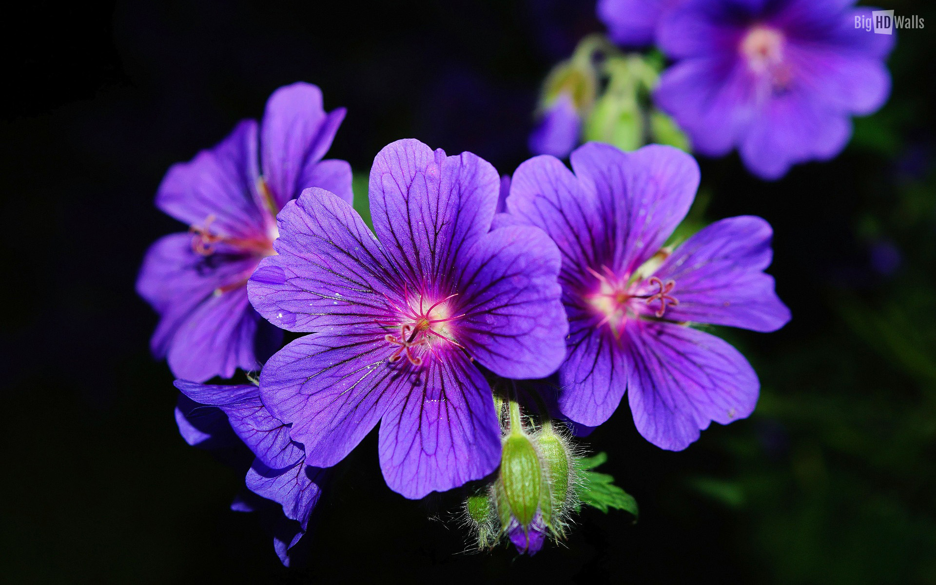 Bright And Beautiful Violet Flowers Wallpaper Click On Image To