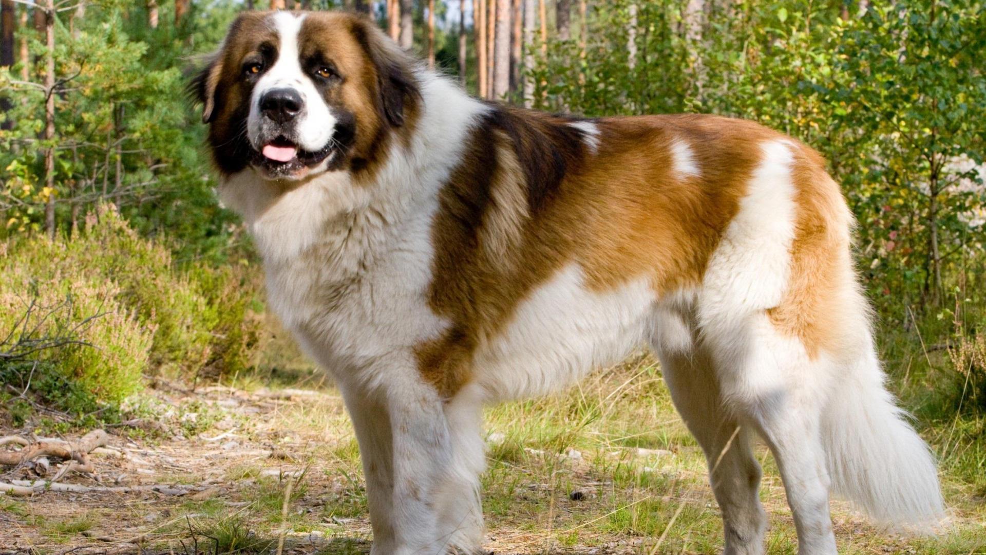 St Bernard Dog In The Park Wallpaper And Image