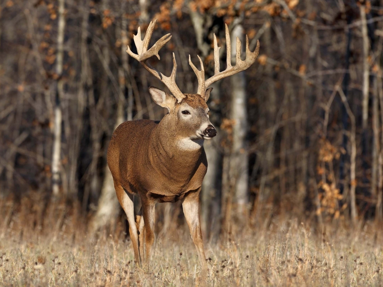 Deer Hunting In America Now Offered To Hunters By Ranch Pany
